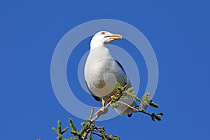 Larus heuglini. A seagull on top of a tree on a summer day in Siberia