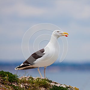 Larus Marinus photo