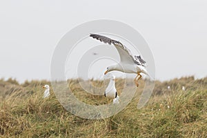 Larus marinus - Great white gull nests on the North Sea coast. Wild photo on the island of Dune in Germany. Photo has nice