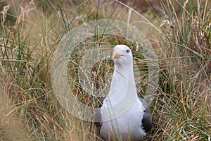 Larus marinus - Great white gull nests on the North Sea coast. Wild photo on the island of Dune in Germany. Photo has nice