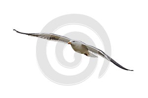Larus marinus - Seagull - A large white-gray bird in flight on a white background