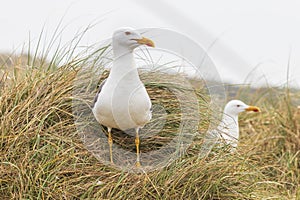 Larus marinus - Seagull - a large white-gray bird in a meadow in the grass