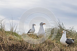 Larus marinus - A seagull nesting on the North Sea coast. In the background is a blue sky with white clouds
