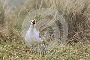 Larus marinus - A seagull stands in a meadow in the grass and has an open beak