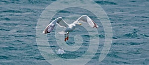 Larus michahellis, Gull seagulls Lari