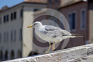 Larus michahellis italian bird, Yellow-legged Gull on stone bridge in Chioggia town