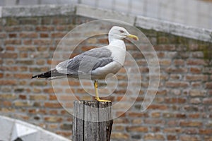 Larus michahellis italian bird, Yellow-legged Gull on wooden bricole in Chioggia town photo