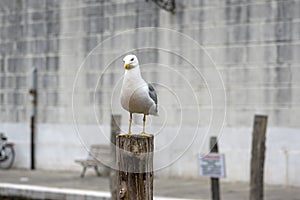 Larus michahellis italian bird, Yellow-legged Gull on wooden bricole in Chioggia town photo