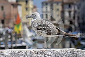 Larus michahellis italian bird, young Yellow-legged Gull on stone bridge in Chioggia town