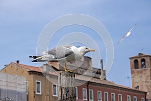 Larus michahellis, Yellow-legged gull on bricole in italian town Chioggia, starting to fly photo
