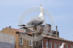 Larus michahellis, Yellow-legged gulls on bricole in italian town Chioggia photo