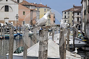 Larus michahellis, Yellow-legged gulls on bricole in italian town Chioggia photo