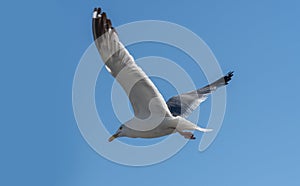 Larus mongolicus on lake Baikal. white gull in flight. a bird soaring in the sky. Chroicocephalus ridibundus photo