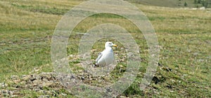 Larus mongolicus, white gull sits on a hilly area photo