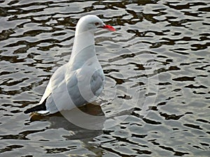 Larus novaehollandiae (Silver Gull or Seagull)