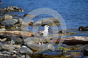 Larus ridibundus