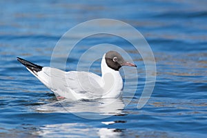 Larus ridibundus