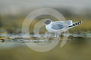 Larus sabini, Sabine\'s Gull, Xema sabini. Bird on the ocean coast. White bird with black head, Svalbard, Norway. Rare gull from