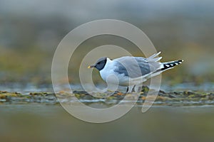 Larus sabini, Sabine\'s Gull, Xema sabini. Bird on the ocean coast. White bird with black head, Svalbard, Norway. Rare gull from