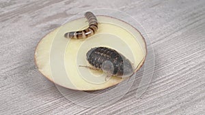 Larva and adult Argentine cockroach eating an apple. Blaptica dubia