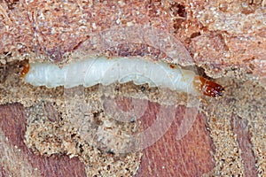 A Larva of the Ant Beetle (Thanasimus formicarius).