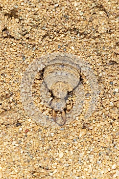 A larva of the ant-lion Myrmeleon laying