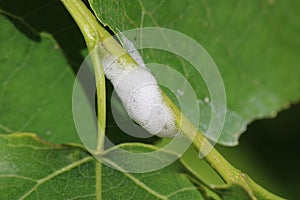 Larva of Aphrophora salicina or Philaenus spumarius also known as cuckoo drooling on willow tree branch