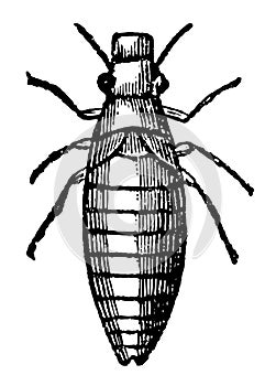 Larva of the Aphrophora vintage illustration