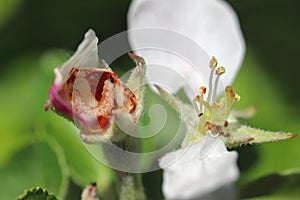 Larva of apple blossom weevil (Anthonomus pomorum) inside the damaged bud of an apple blossom.