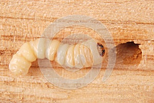 Larva bark beetle Scolytinae. Larva of Bark beetles legless