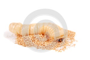 Larva bark beetle Scolytinae. Larva of Bark beetles legless