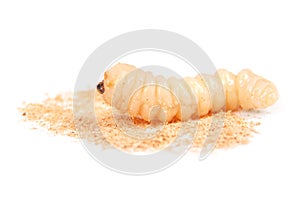 Larva bark beetle Scolytinae. Larva of Bark beetles legless