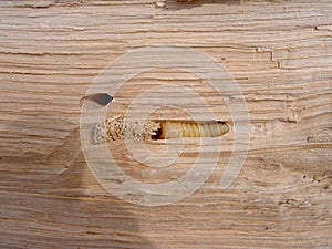 Larva of bark beetle in wood, in its corridor