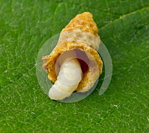 Larva of the bee queen and cocoon