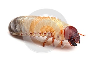 Larva of beetle isolated on white