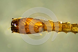 Larva of a biting midge from pond water in Connecticut