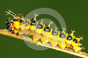 Larva of butterfly, Athyma cama photo