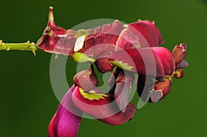 Larva of butterfly, Curetis acuta photo