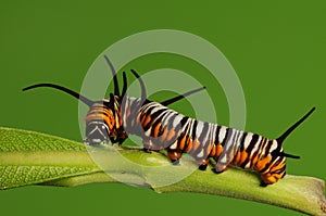Larva of butterfly/Euploea mulciber /brown