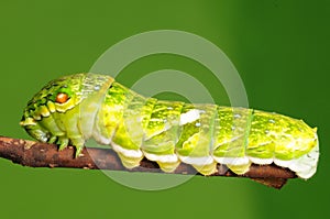 Larva of butterfly, Papilio dialis