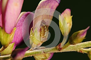 Larva of butterfly, Rapala caerulea