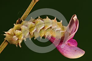 Larva of butterfly, Rapala caerulea
