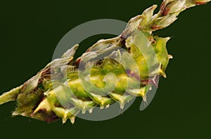 Larva of butterfly, Rapala caerulea