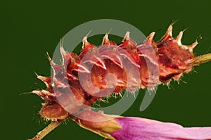 Larva of butterfly, Rapala micans