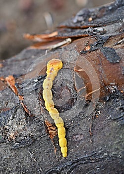 Larva of Capnodis tenebrionis photo
