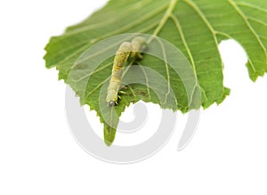 The larva or caterpillar of Geometer winter moth Operophtera br