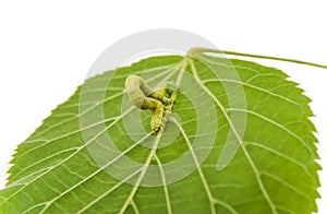 The larva or caterpillar of Geometer winter moth Operophtera brumata photo
