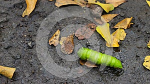 Larva (caterpillar) of the luna moth (Actias luna).