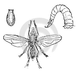 Larva and Chrysalis of the Onion Fly, vintage illustration