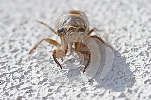 Larva of a cicada